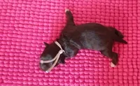 Mia's Lavender Ribbon Girl , a female Miniature Schnauzer for sale in Norman, OK – 5 of 10