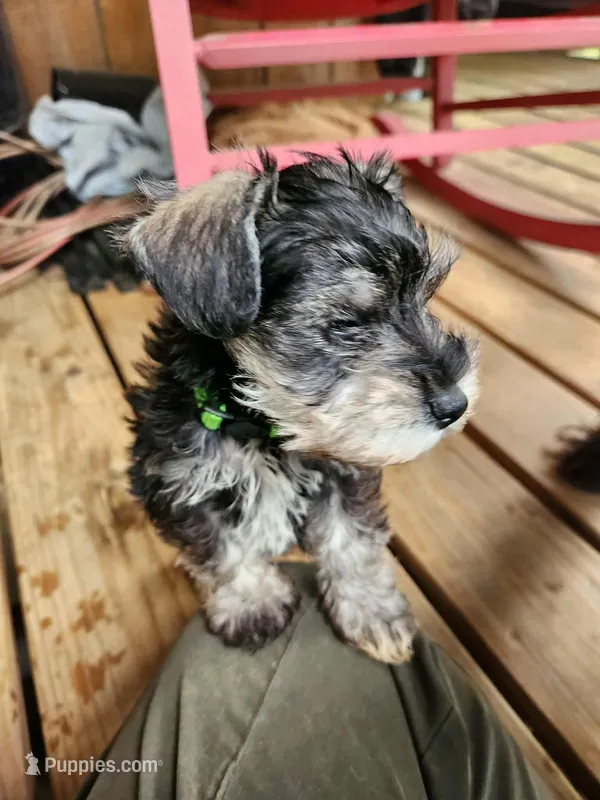 Graham – Miniature Schnauzer puppy for sale in Norman, OK