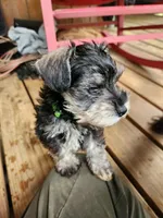 Graham, a male Miniature Schnauzer for sale in Norman, OK – 1 of 9