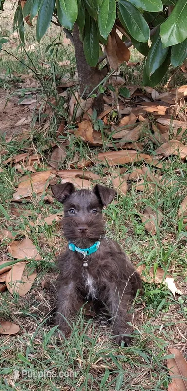 Mia's Seafoam Ribbon Girl – Miniature Schnauzer puppy for sale in Norman, OK