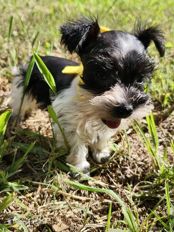 Hoppers Purple Ribbon Girl  – Miniature Schnauzer puppy for sale in Norman, OK