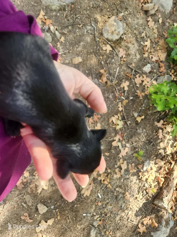 Baby Boy – Miniature Schnauzer puppy for sale in Norman, OK