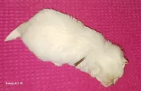 Posey's Brown Ribbon Boy , a male Maltese for sale in Norman, OK – 10 of 10