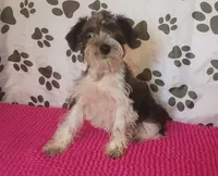 Hoppers Red Ribbon Girl **reduced**, a female Miniature Schnauzer for sale in Norman, OK – 4 of 10