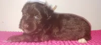 Mia's Seafoam Ribbon Girl, a female Miniature Schnauzer for sale in Norman, OK – 10 of 10