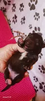 Mia's Pink Ribbon Girl , a female Miniature Schnauzer for sale in Norman, OK – 10 of 10