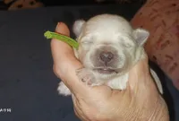 Posey's Green Ribbon Boy , a male Maltese for sale in Norman, OK – 2 of 10