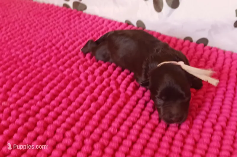 Mia's Lavender Ribbon Girl  – Miniature Schnauzer puppy for sale in Norman, OK