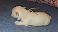 Posey's Light Pink Ribbon Girl , a female Maltese for sale in Norman, OK – 7 of 10