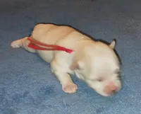 Posey's Red Ribbon Girl , a female Maltese for sale in Norman, OK – 9 of 10