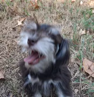 Mia's Little Boy, a male Miniature Schnauzer for sale in Norman, OK – 9 of 10