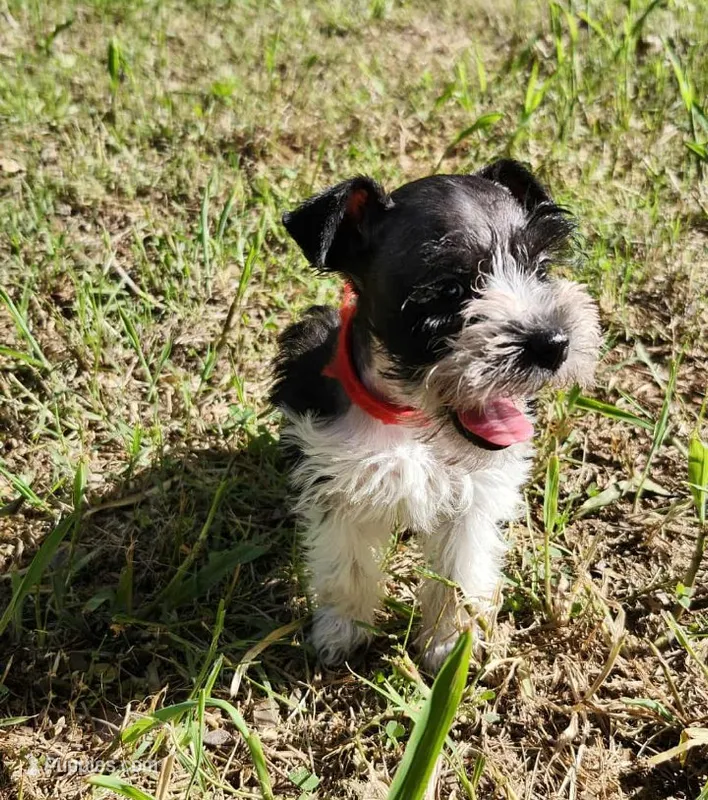 Hoppers Purple Ribbon Girl  – Miniature Schnauzer puppy for sale in Norman, OK
