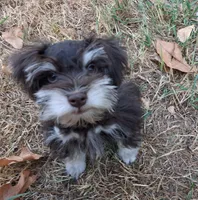 Mia's Little Boy, a male Miniature Schnauzer for sale in Norman, OK – 2 of 10