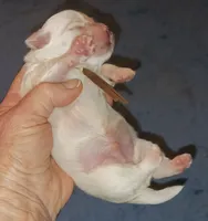 Posey's Brown Ribbon Boy , a male Maltese for sale in Norman, OK – 8 of 10