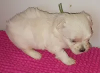Posey's Green Ribbon Boy , a male Maltese for sale in Norman, OK – 9 of 10