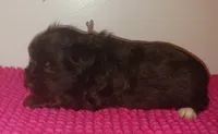 Mia's Seafoam Ribbon Girl, a female Miniature Schnauzer for sale in Norman, OK – 7 of 10