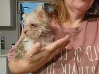 Vanilla Waffer, a male Miniature Schnauzer for sale in Norman, OK – 2 of 5