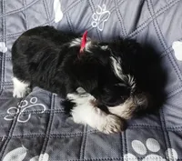 Hoppers Red Ribbon Girl, a female Miniature Schnauzer for sale in Norman, OK – 8 of 10
