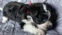 Hoppers Red Ribbon Girl, a female Miniature Schnauzer for sale in Norman, OK – 5 of 10