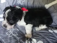 Hoppers Red Ribbon Girl, a female Miniature Schnauzer for sale in Norman, OK – 3 of 10