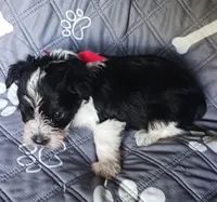 Hoppers Red Ribbon Girl, a female Miniature Schnauzer for sale in Norman, OK – 4 of 10