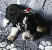Hoppers Red Ribbon Girl, a female Miniature Schnauzer for sale in Norman, OK – 7 of 10