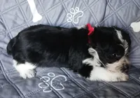 Hoppers Red Ribbon Girl, a female Miniature Schnauzer for sale in Norman, OK – 6 of 10