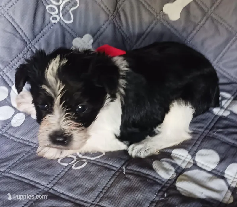 Hoppers Red Ribbon Girl – Miniature Schnauzer puppy for sale in Norman, OK