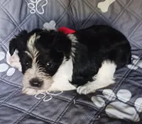 Hoppers Red Ribbon Girl, a female Miniature Schnauzer for sale in Norman, OK – 2 of 10