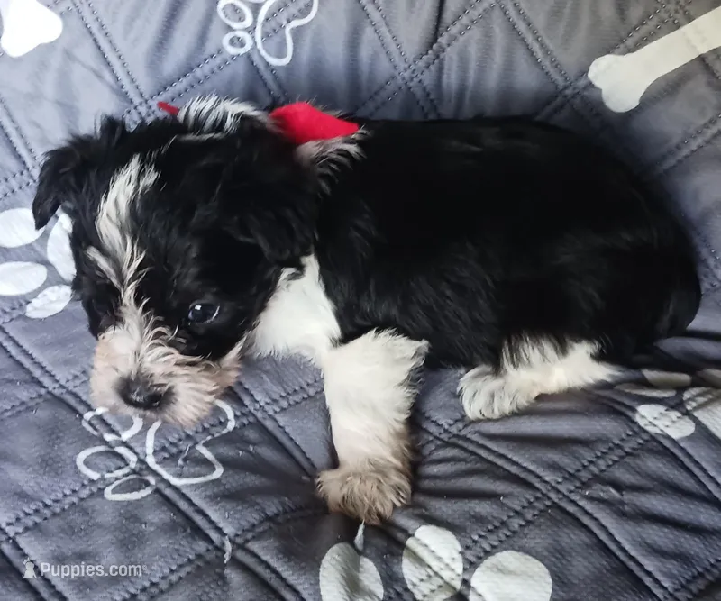 Hoppers Red Ribbon Girl – Miniature Schnauzer puppy for sale in Norman, OK