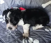 Hoppers Red Ribbon Girl, a female Miniature Schnauzer for sale in Norman, OK – 1 of 10