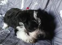 Hoppers Red Ribbon Girl, a female Miniature Schnauzer for sale in Norman, OK – 10 of 10
