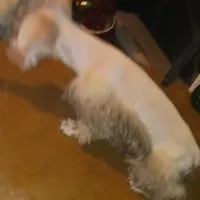 Wheaten Pip's Boy, a male Miniature Schnauzer for sale in Norman, OK – Photo 3 of 9