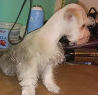 S&P Pip's Red Ribbon, a male Miniature Schnauzer for sale in Norman, OK – Photo 8 of 10