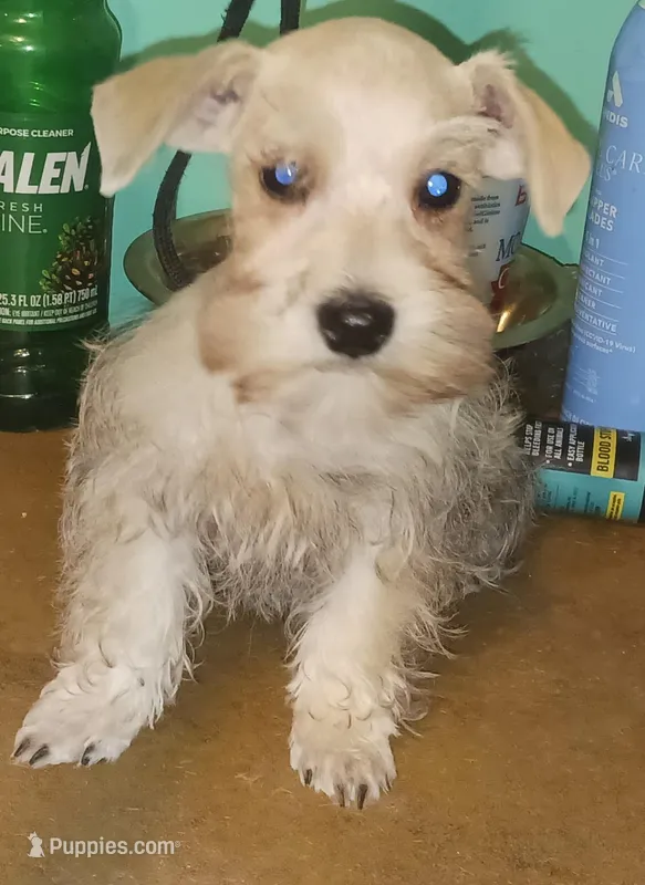 S&P Pip's Red Ribbon