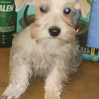 Wheaten Pip's Boy, a male Miniature Schnauzer for sale in Norman, OK – Photo 1 of 9