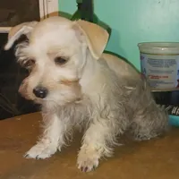 Wheaten Pip's Boy, a male Miniature Schnauzer for sale in Norman, OK – Photo 7 of 9