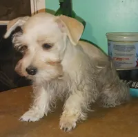 S&P Pip's Red Ribbon, a male Miniature Schnauzer for sale in Norman, OK – Photo 5 of 10