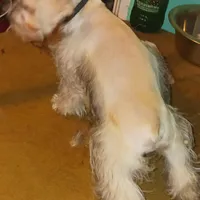 Wheaten Pip's Boy, a male Miniature Schnauzer for sale in Norman, OK – Photo 6 of 9