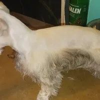 Wheaten Pip's Boy, a male Miniature Schnauzer for sale in Norman, OK – Photo 2 of 9