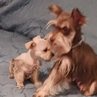 Wheaten Pip's Boy, a male Miniature Schnauzer for sale in Norman, OK – Photo 9 of 9