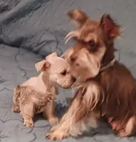 S&P Pip's Red Ribbon, a male Miniature Schnauzer for sale in Norman, OK – Photo 9 of 10