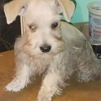 Wheaten Pip's Boy, a male Miniature Schnauzer for sale in Norman, OK – Photo 4 of 9