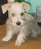 S&P Pip's Red Ribbon, a male Miniature Schnauzer for sale in Norman, OK – Photo 3 of 10