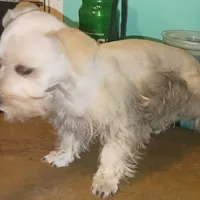 Wheaten Pip's Boy, a male Miniature Schnauzer for sale in Norman, OK – Photo 5 of 9