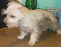 S&P Pip's Red Ribbon, a male Miniature Schnauzer for sale in Norman, OK – Photo 7 of 10