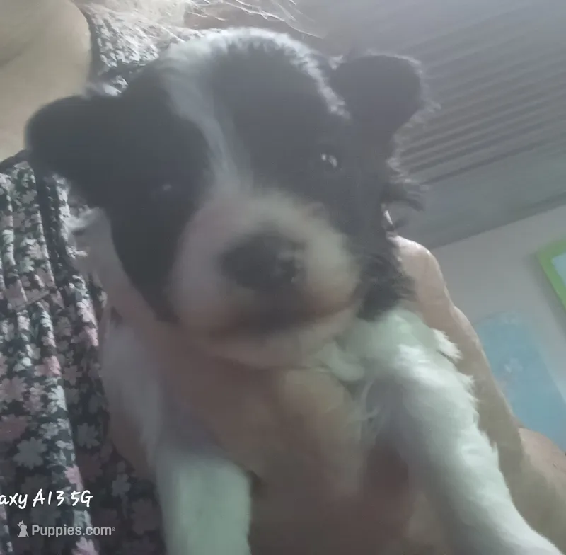 Ladybugs Boy – Miniature Schnauzer puppy for sale in Norman, OK