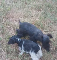 Tiny boy, a male Miniature Schnauzer for sale in Norman, OK – 5 of 10