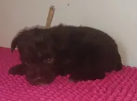 Mia's Pink Ribbon Girl , a female Miniature Schnauzer for sale in Norman, OK – 6 of 10