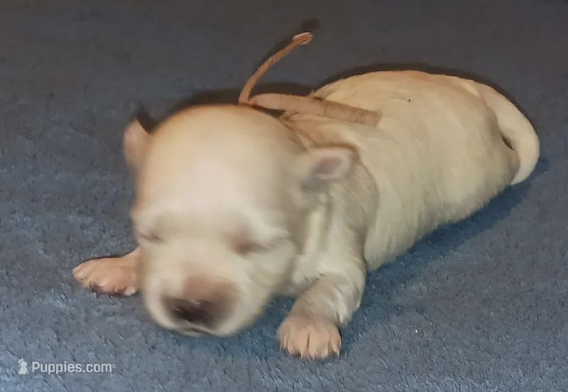 Posey's Light Pink Ribbon Girl  – Maltese puppy for sale in Norman, OK